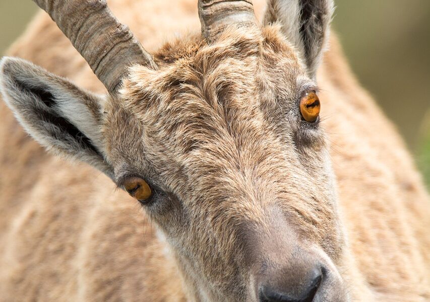 goat, head, horns, goat horns, goat head, livestock, mammal, ruminant, animal, animal world, portrait, mountains, wild animal, nature, goat, goat, goat, goat, goat
