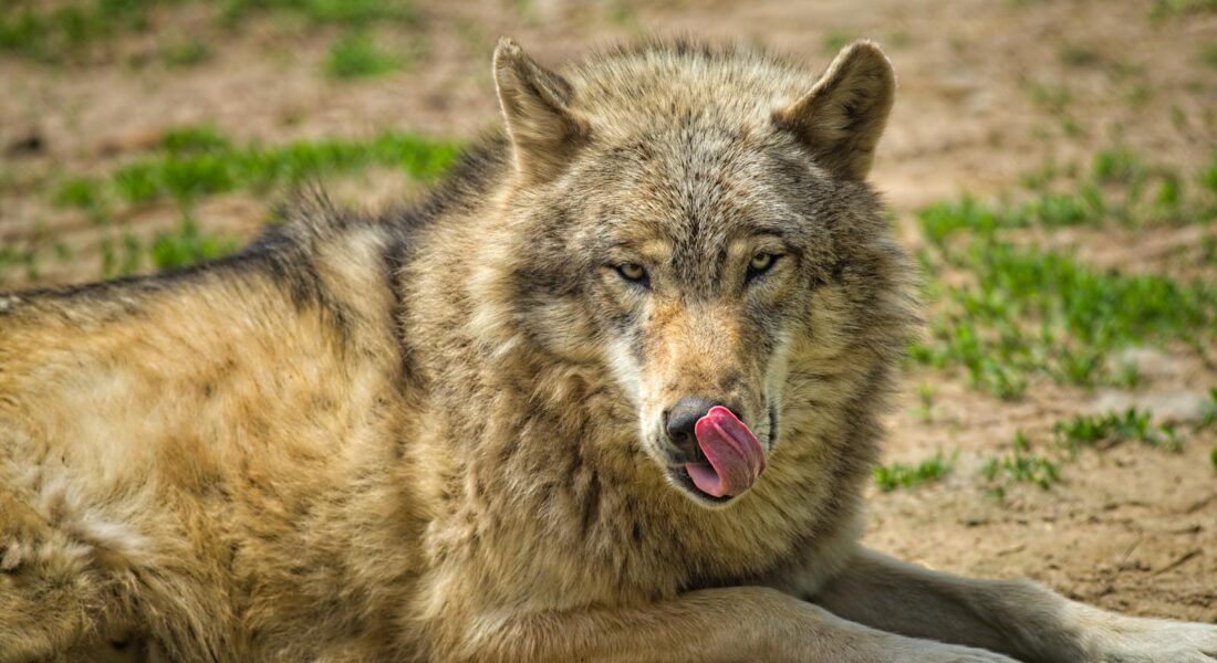 Close shot of a wolf with tongue out, captured outdoors in Backus, MN.